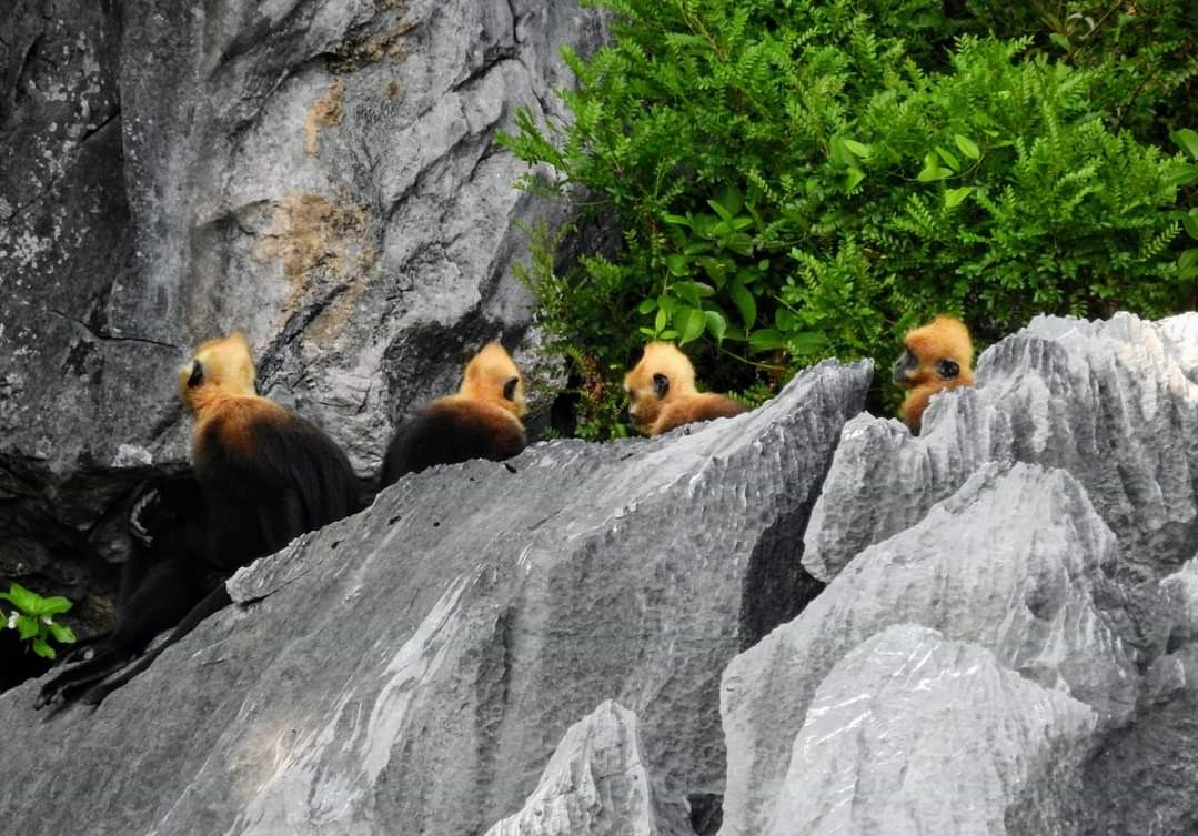 Cat ba langur