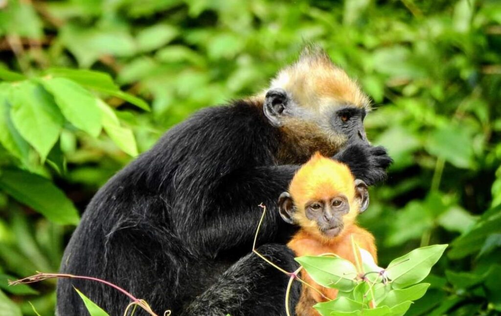 Cat Ba Langur