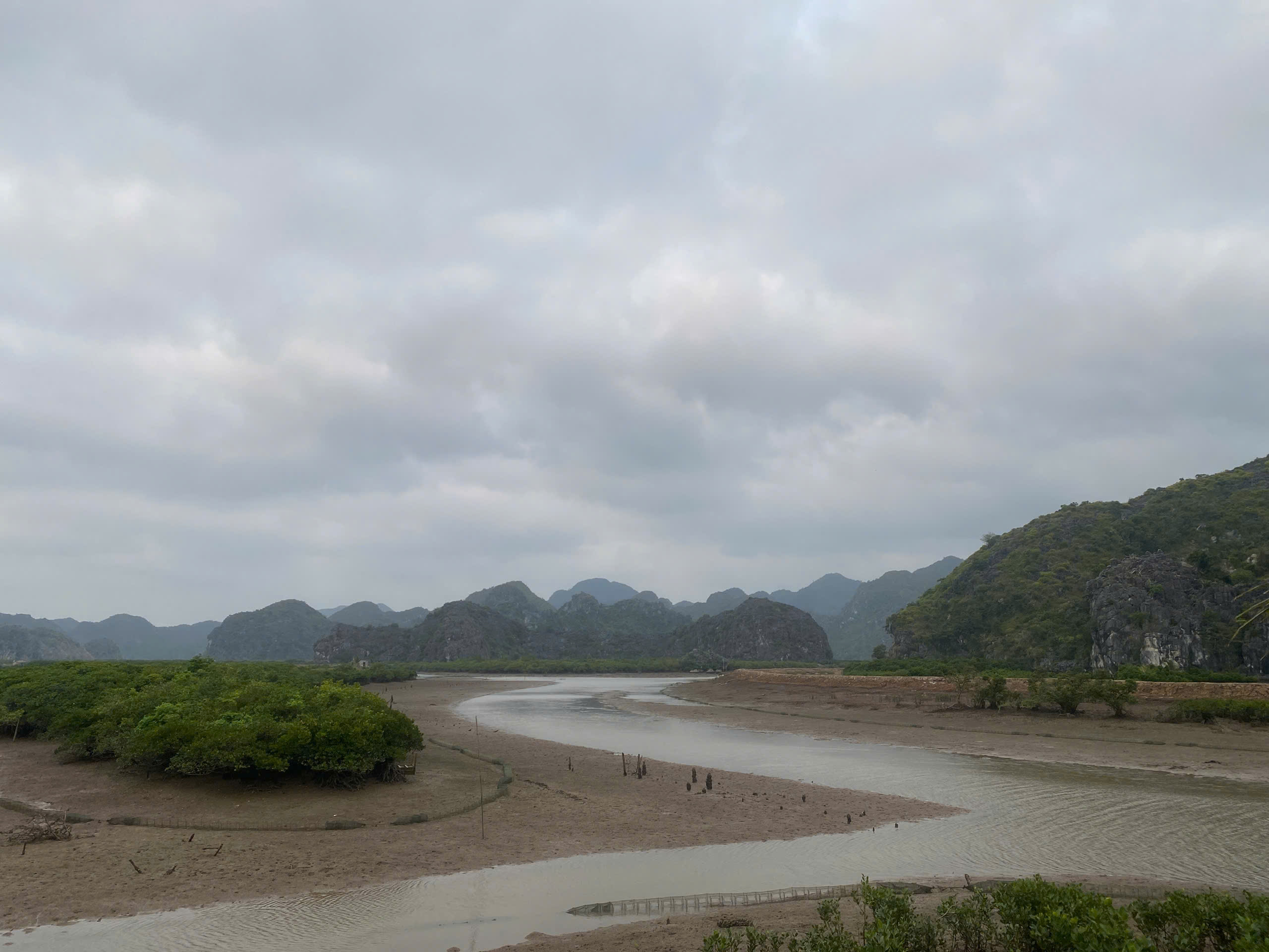 Cat Ba Kayak in Mangrove