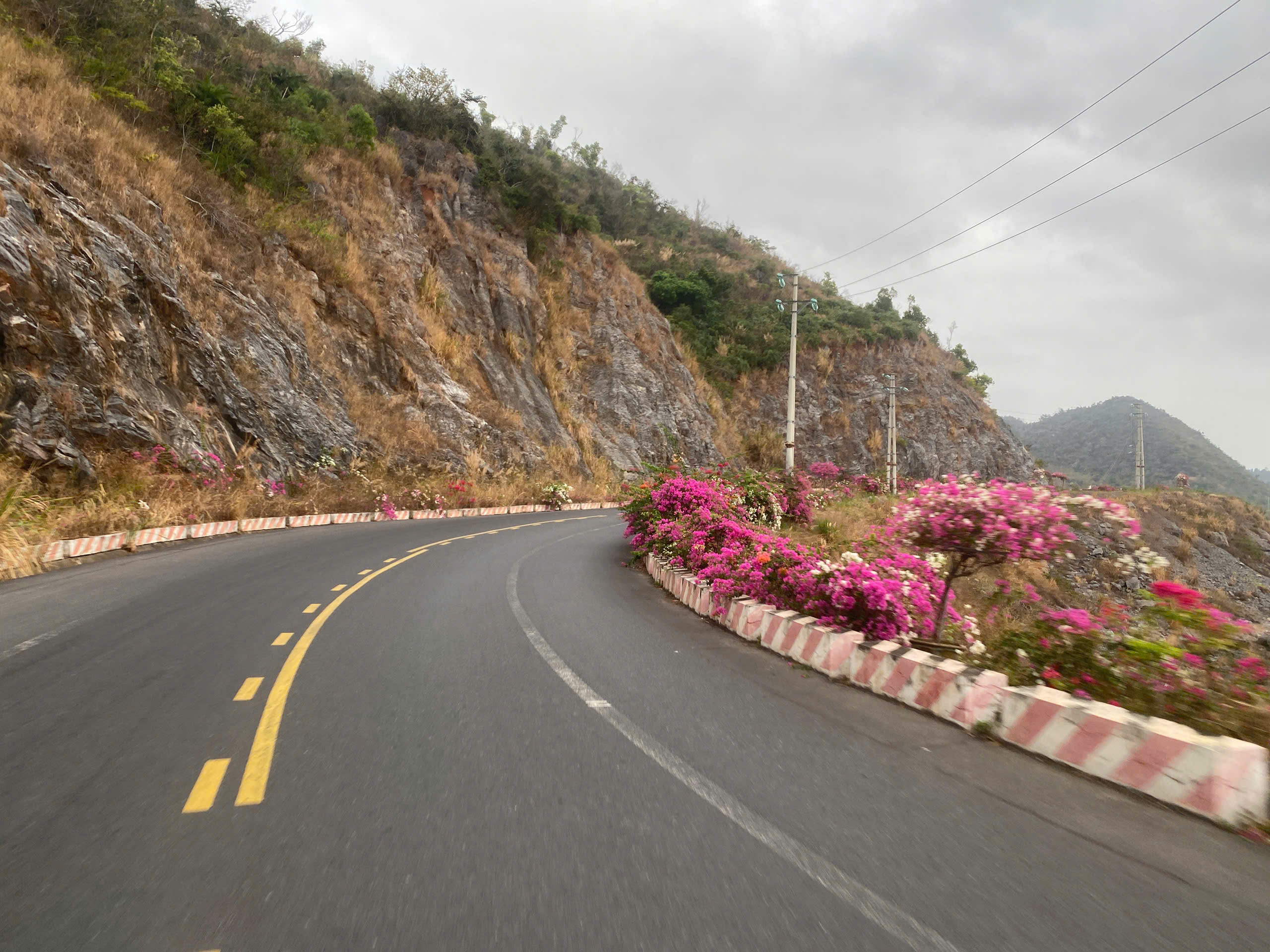 Cat Ba Flower view on Road
