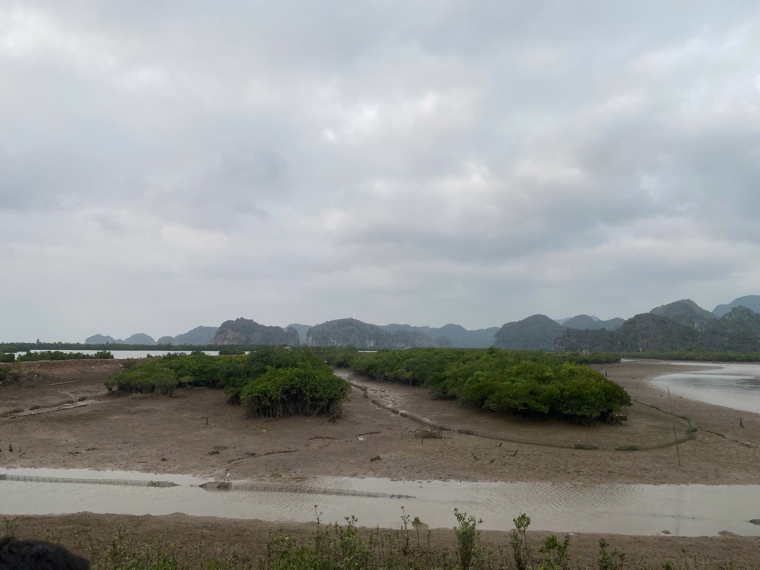 Phu Long Mangrove Cat Ba