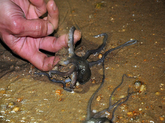 Cat Ba Catching Octopus