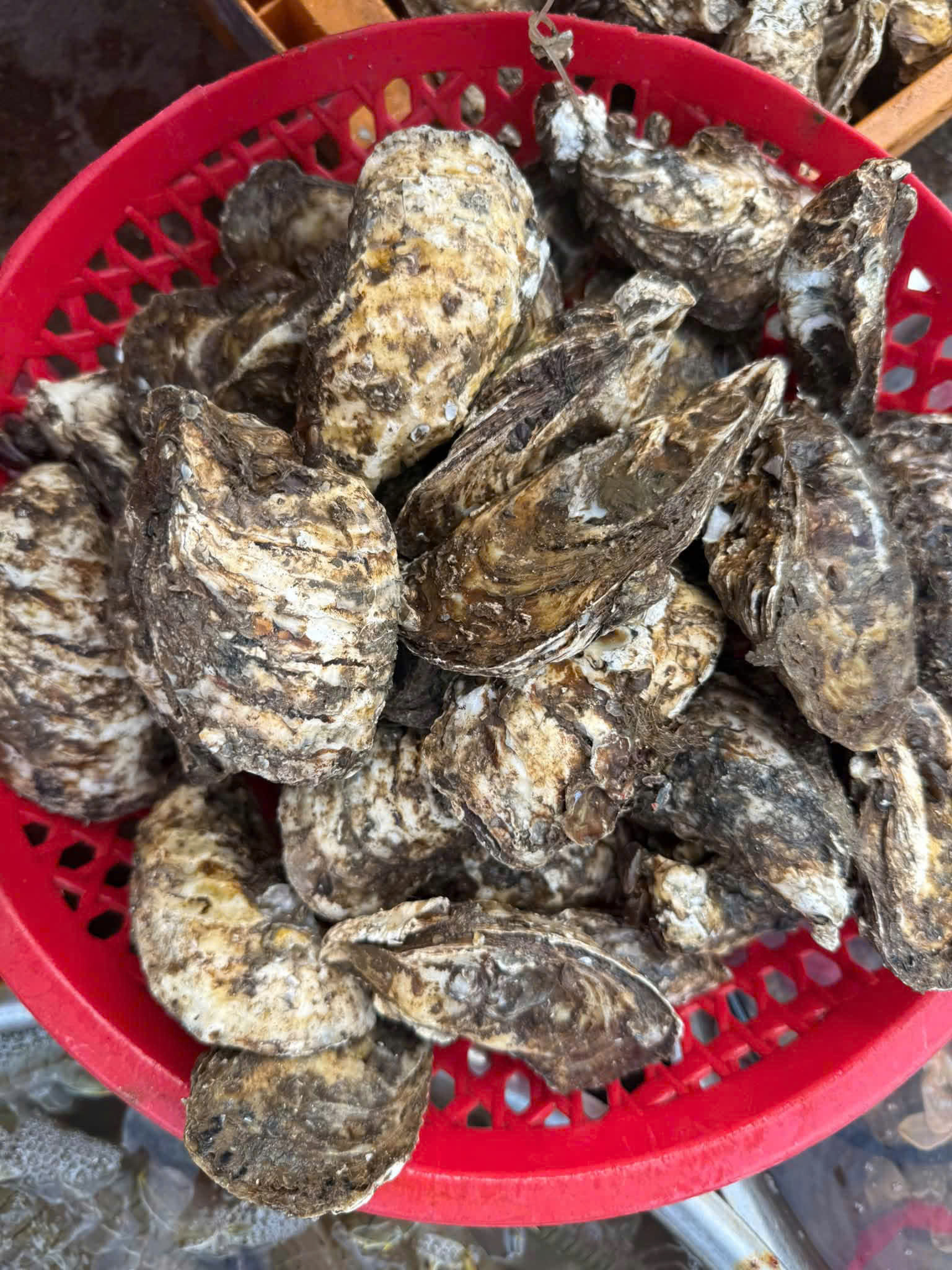 Cat Ba island seafood catching